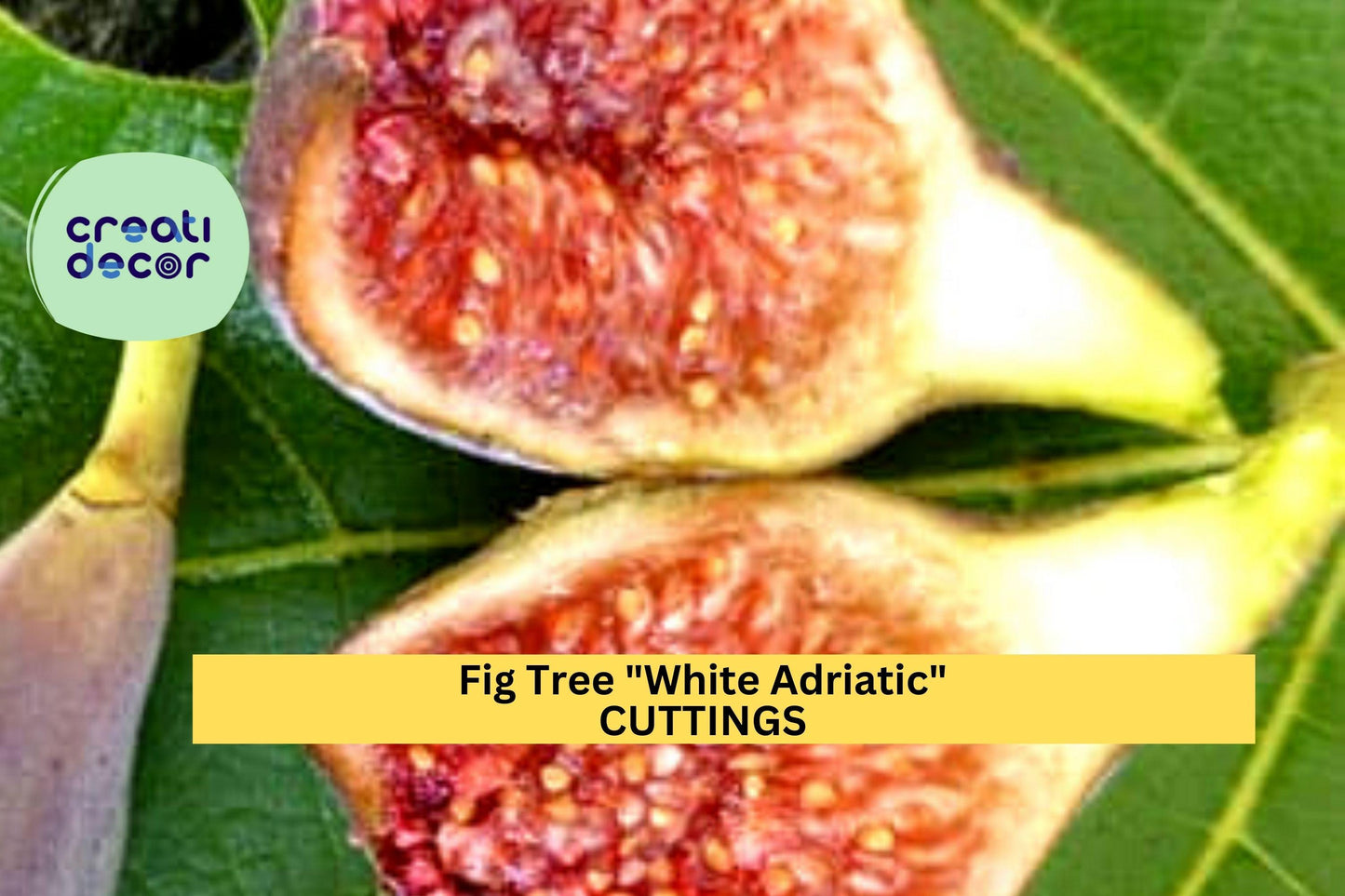 3 White Adriatic Fig Cuttings | Heirloom Ficus Carica Variety | Unrooted Wood for Grafting or Rooting | FREE US Shipping