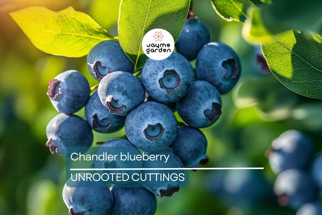Blueberry Cuttings (10) – 6-10" Elizabeth & Chandler Hardwood – Easy to Root, High-Yield Northern Highbush Shrubs