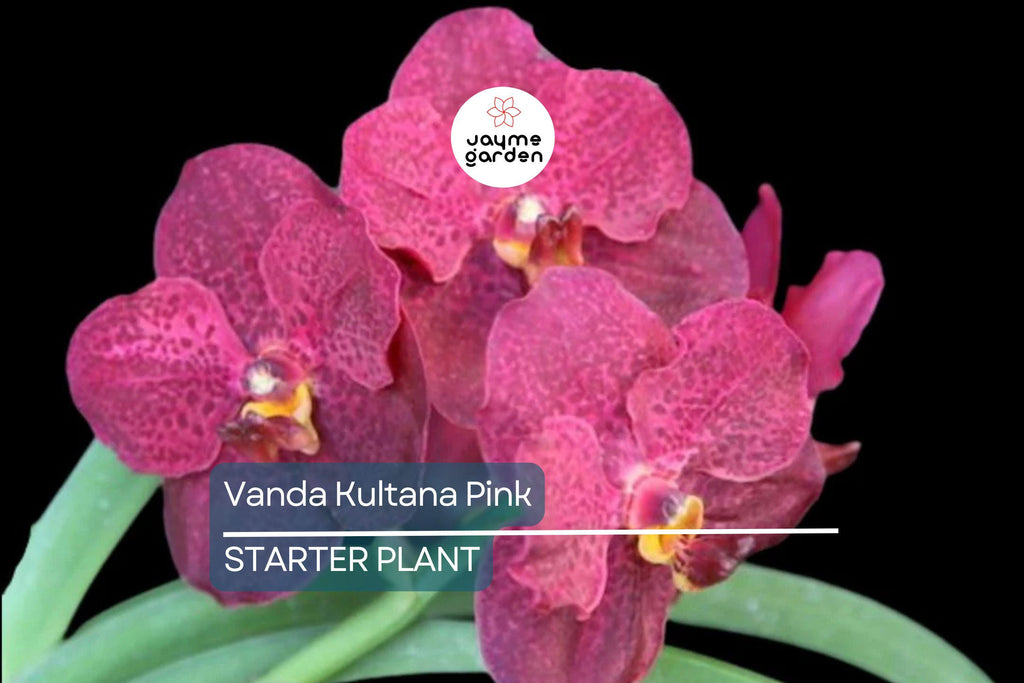 Vanda Kultana Pink Orchid Starter Plant | 3" Pot | Stunning Pink Blooms | Live Well-Rooted Orchid | Indoor & Outdoor | Easy Care
