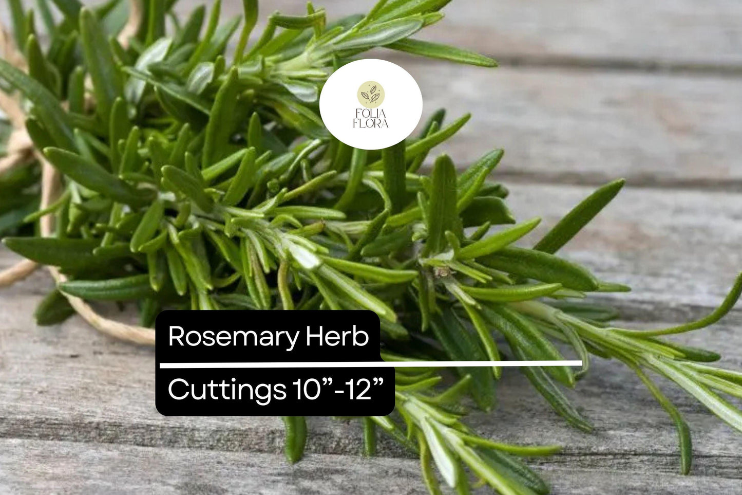 Organic Rosemary Herb Plants (Rosmarinus officinalis) | Live Dipped Cuttings 10”-12”