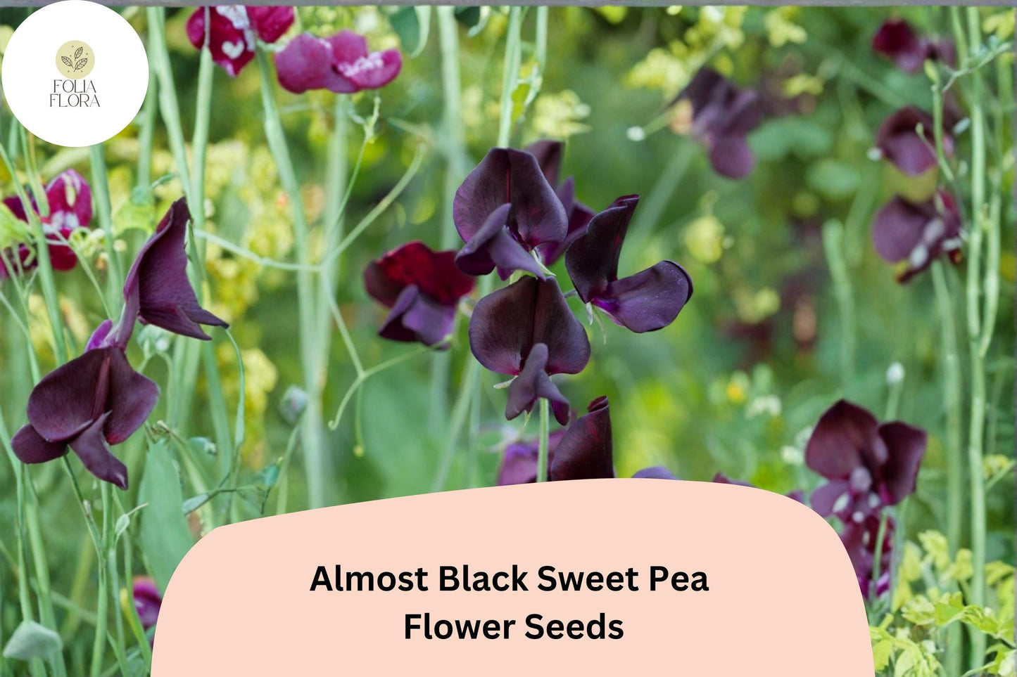 Almost Black Sweet Pea Seeds | Lathyrus odoratus Deep Maroon Blooms Garden Planting (50+ Seeds)