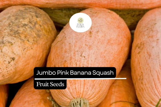 10 Seeds Jumbo Pink Banana Squash (Cucurbita maxima) – Heirloom Variety, Sweet & Versatile