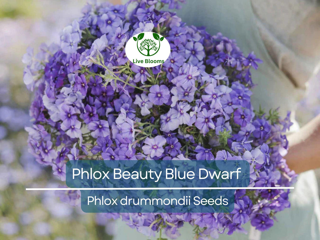 100 Phlox Beauty Blue Dwarf Seeds, Rare Blue Blooms, Pollinator Attractor, Non-GMO, Compact Perennial for Garden, Blue Phlox Flowers
