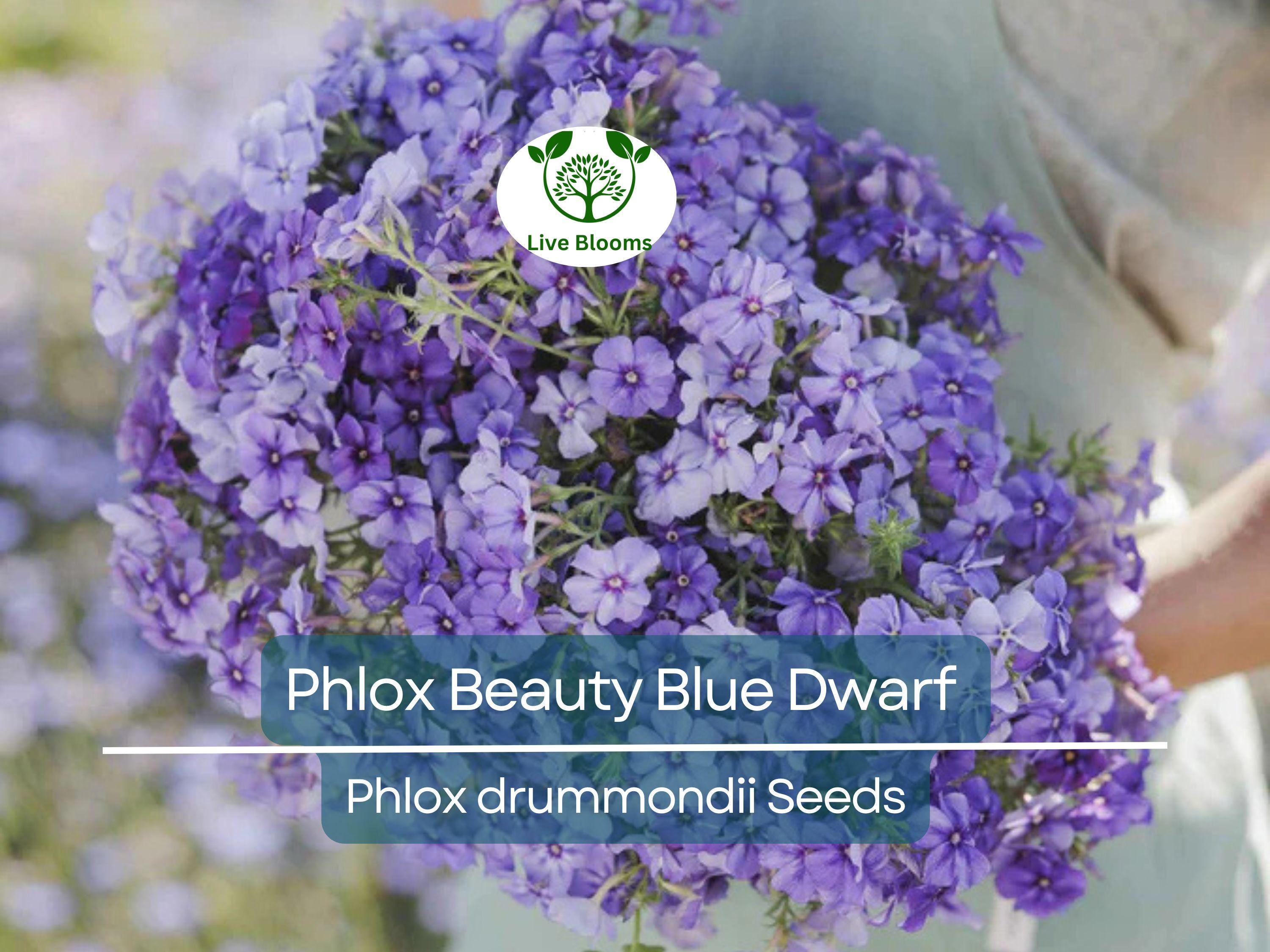 100 Phlox Beauty Blue Dwarf Seeds, Rare Blue Blooms, Pollinator Attractor, Non-GMO, Compact Perennial for Garden, Blue Phlox Flowers