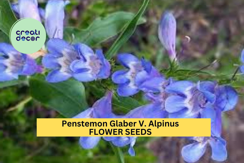 3pcs of 100mg Penstemon glaber v. alpinus Seeds – Alpine Wildflower for Pollinator Gardens & Rocky Mountain Landscapes Seeds for Planting