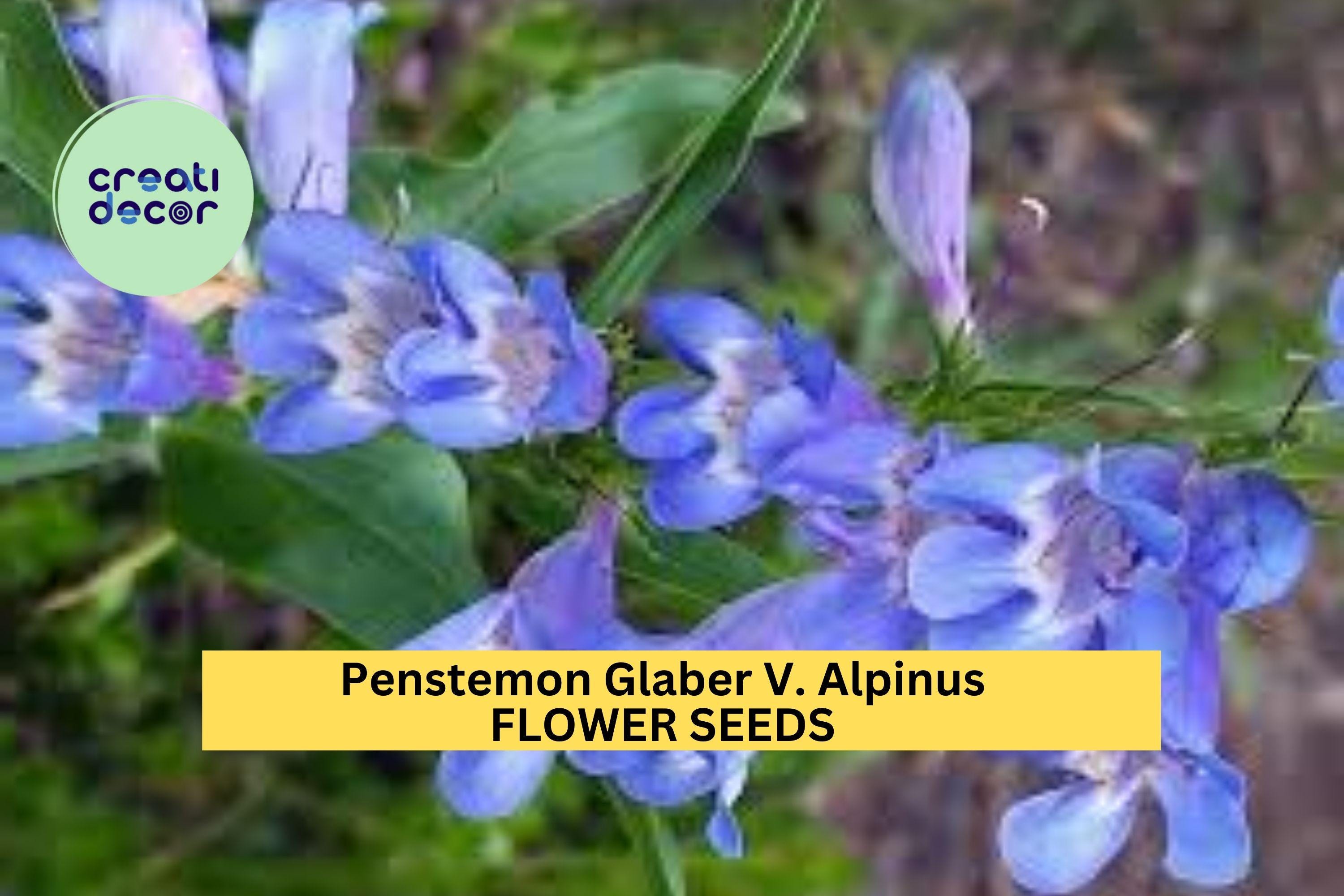 3pcs of 100mg Penstemon glaber v. alpinus Seeds – Alpine Wildflower for Pollinator Gardens & Rocky Mountain Landscapes Seeds for Planting