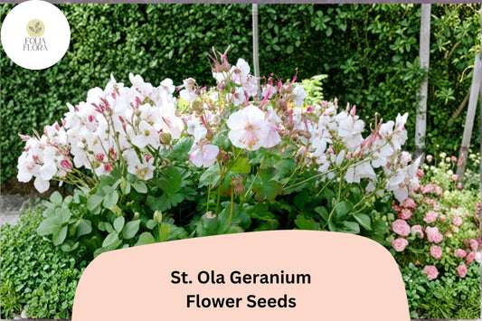25+ St. Ola Geranium Seeds | Hardy Perennial Cranesbill | White Blooms for Garden Beds, Borders & Pollinator Gardens