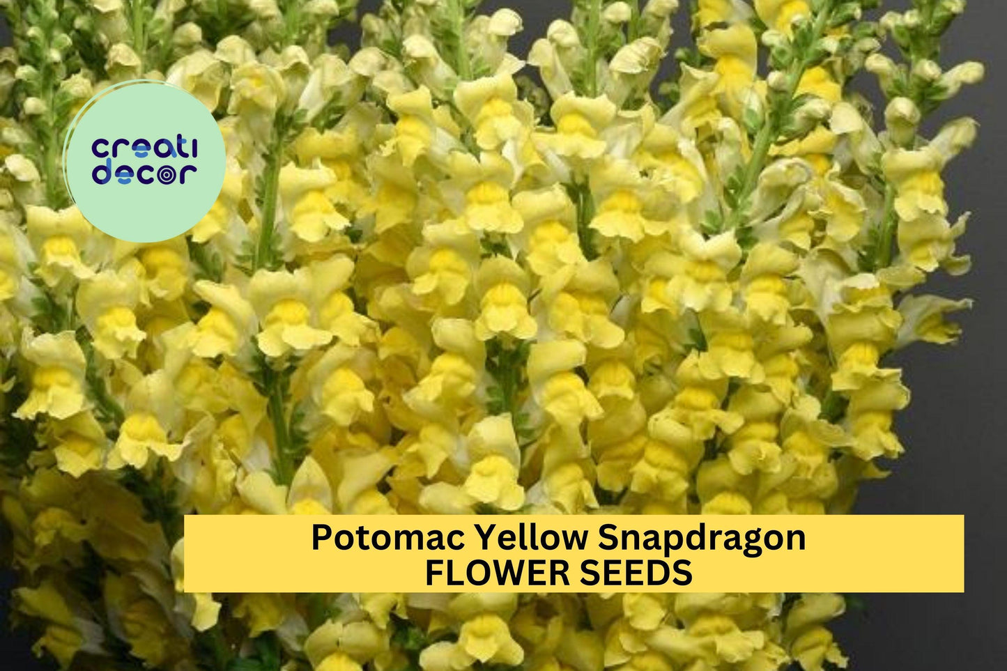 1000+ Potomac Yellow Snapdragon Seeds – Tall Spikes of Bright Yellow Blooms for Garden Planting, Cut Flowers & Borders – USA