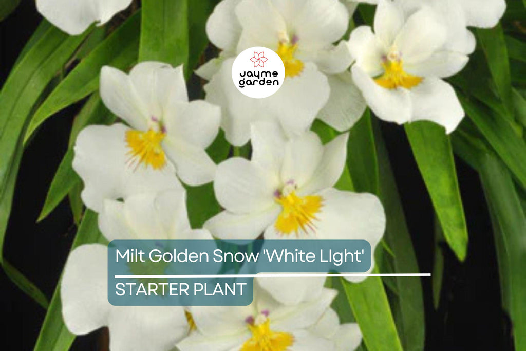 Milt Golden Snow 'White Light' Orchid Plant | Live Seedling in 3" Pot | Sub-Tropical | Indoor & Outdoor | Elegant White Blooms
