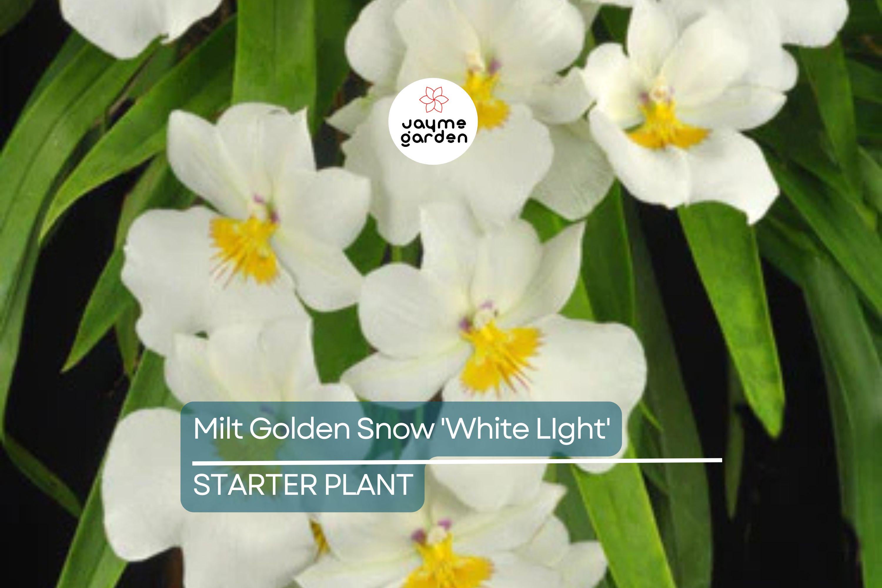 Milt Golden Snow 'White Light' Orchid Plant | Live Seedling in 3" Pot | Sub-Tropical | Indoor & Outdoor | Elegant White Blooms