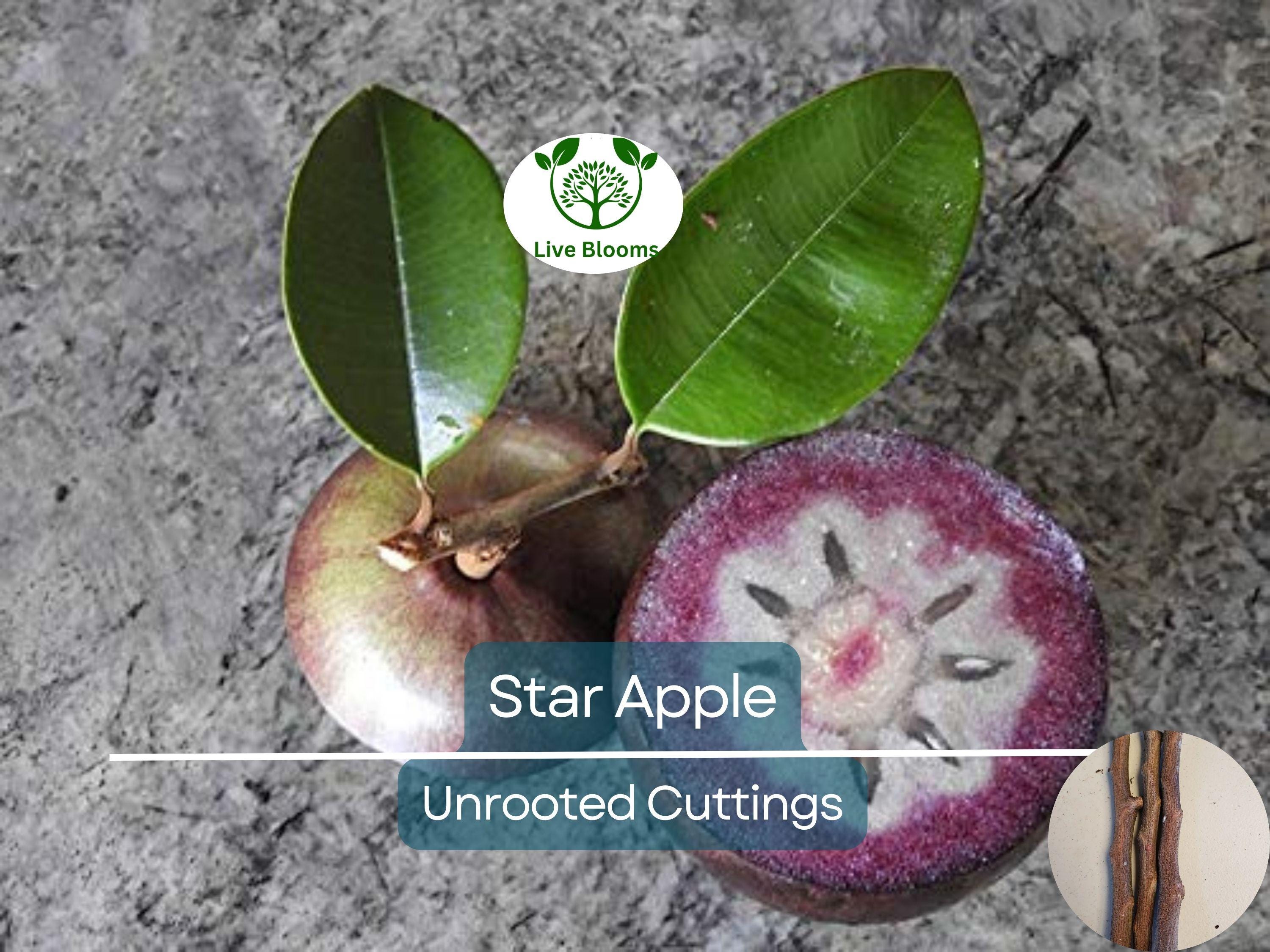 4 Star Apple Cutting 5-6" Unrooted for Grafting – Tropical Fruit Tree (Annona sp.) – Exotic Fruit, Propagation, Apple, Tropical Gardening