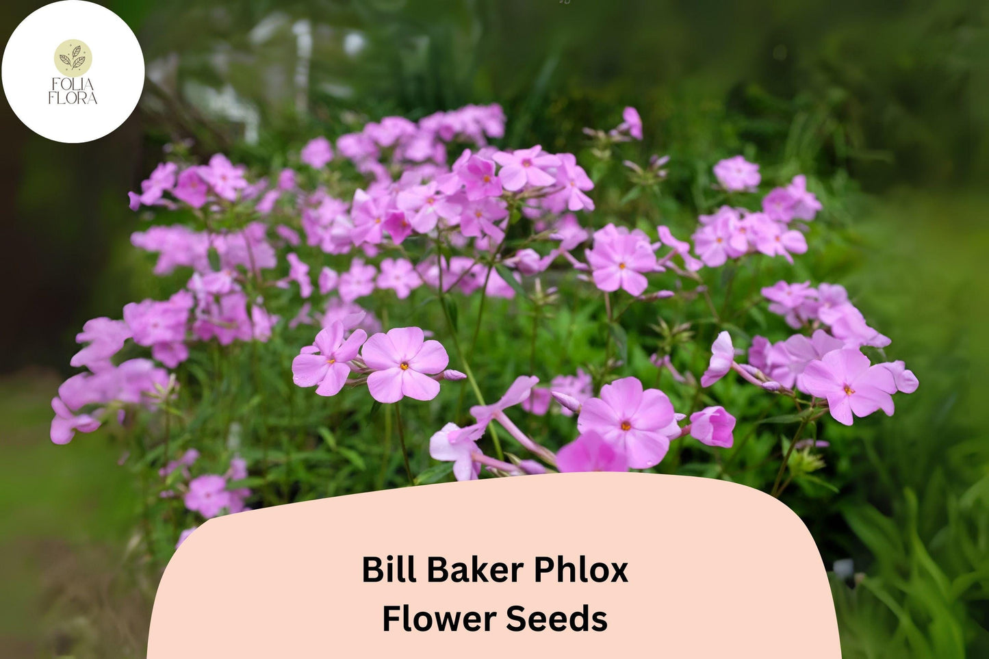 100+ Bill Baker Phlox Seeds for Garden Planting | Phlox paniculata | Perennial Flower Seeds | Soft Pink-Lavender Blooms