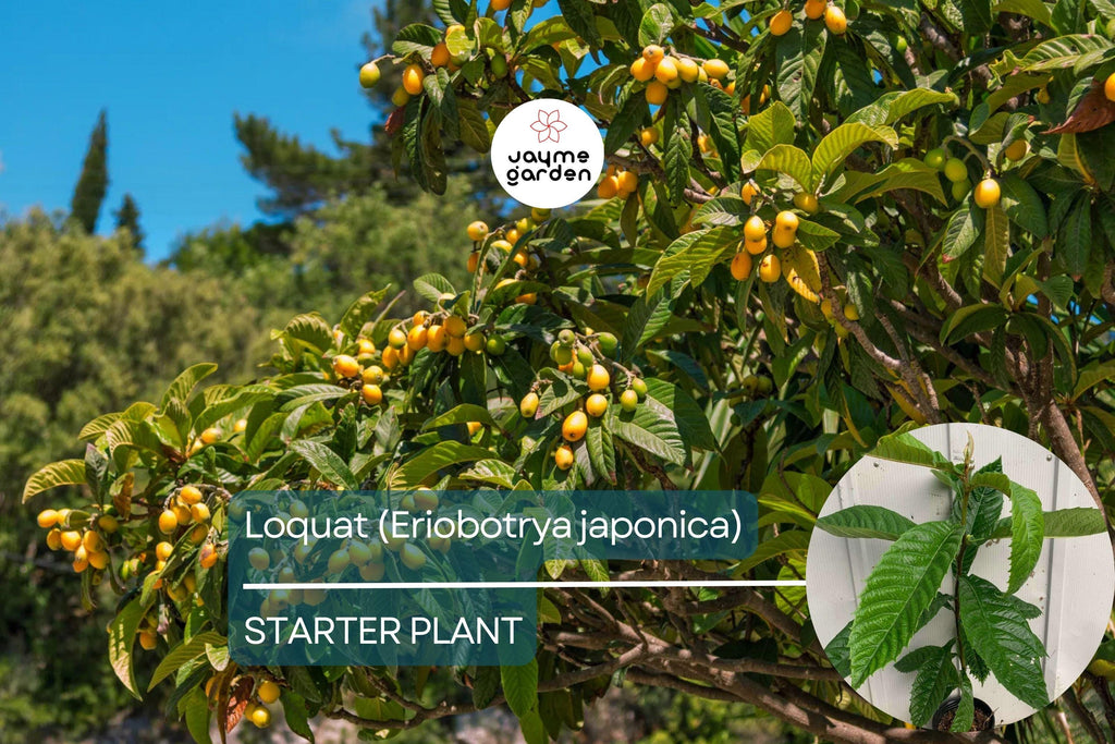 Loquat Tree - Live Eriobotrya japonica Fruit Tree 1’-2’ Tall | Ornamental & Edible | Sweet, Tangy Fruit for Gardens and Containers