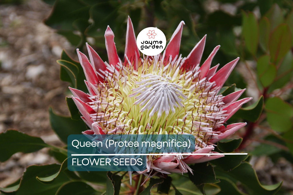 10 Queen Protea Seeds (Protea magnifica) – Rare South African "Woolly Beard" Flower, Exotic Blooms, USDA Zones 9-12, Acidic Soil Plant