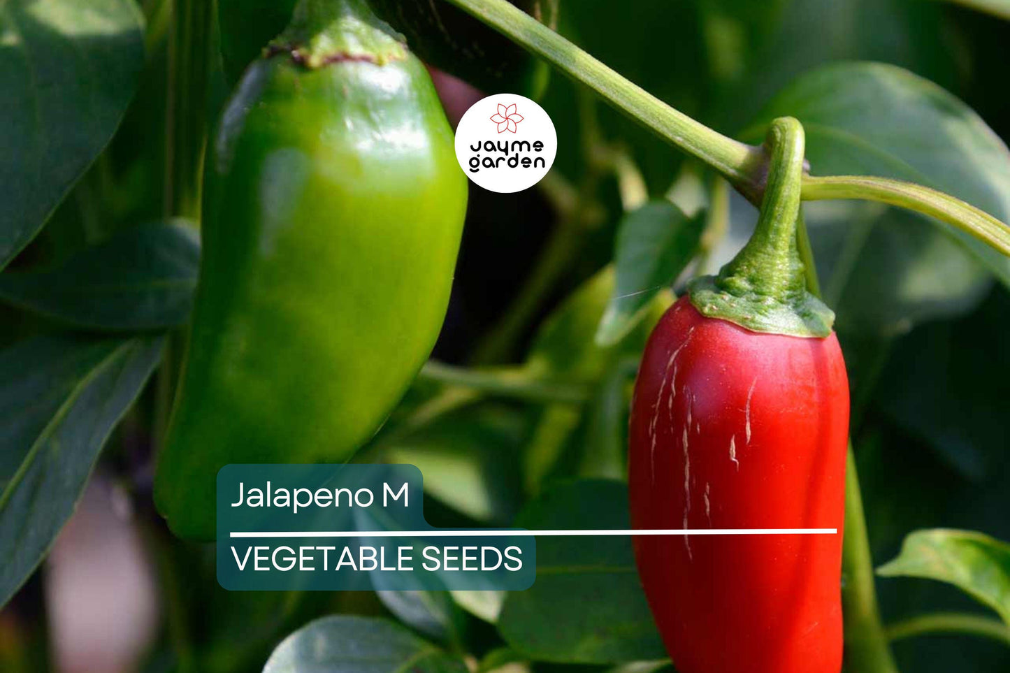 300 Jalapeno M Pepper Seeds - Hot & Spicy | Non-GMO Heirloom | 5,000 SHU Mild Heat | High Yield | USA Seller | Free Shipping