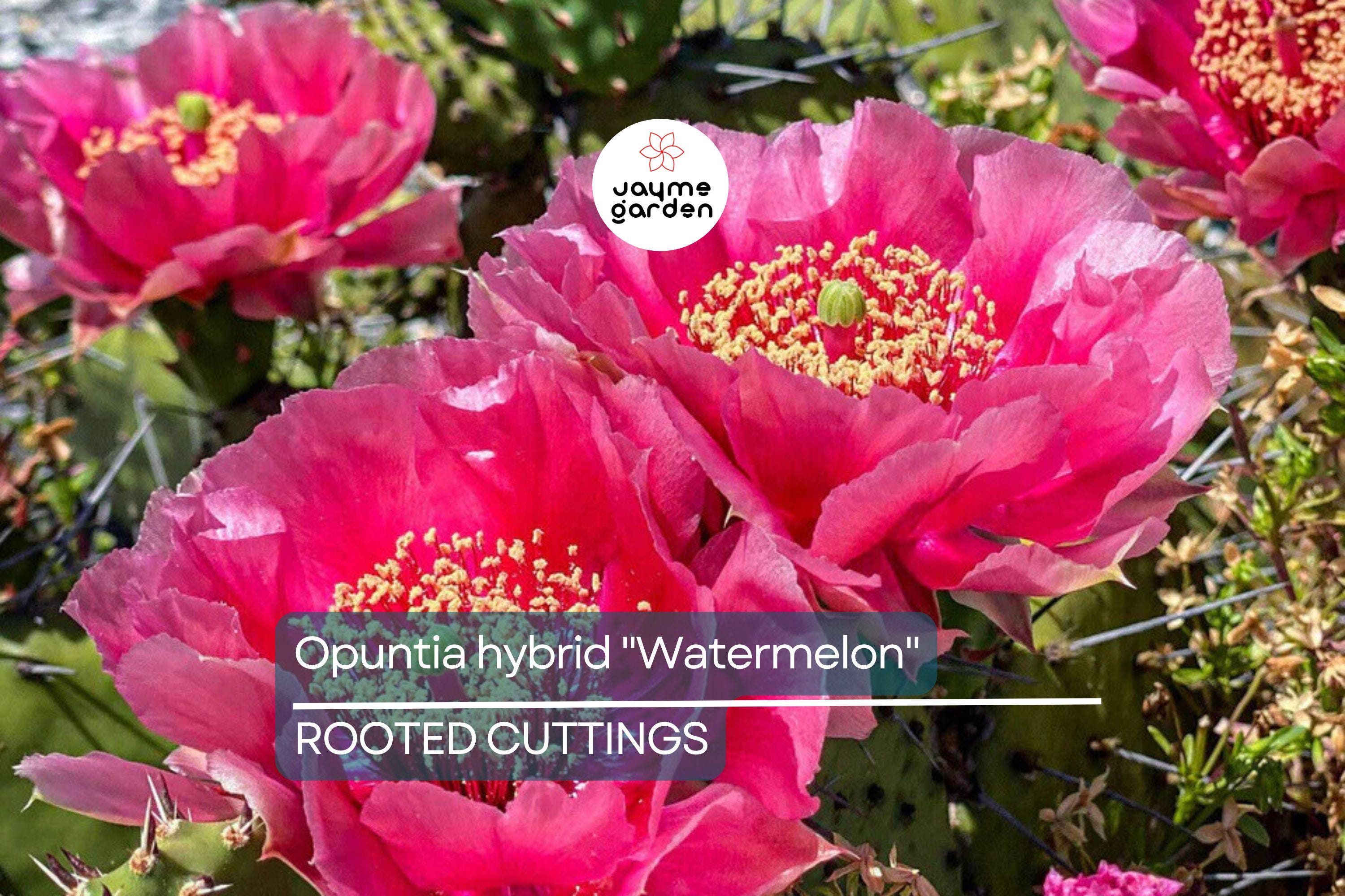 Opuntia Hybrid "Watermelon" Prickly Pear Cactus - 1 Rooted Cutting, Vibrant Pink Blooms, Winter Hardy