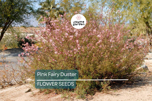 10 Pink Fairy Duster Tree Seeds (Mesquitella eriophylla) – Rare Exotic Mimosa, Low-Maintenance, Hummingbird Attractant