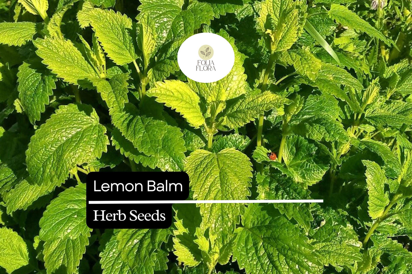 1000 Seeds Lemon Balm (Melissa officinalis) – Aromatic Herb for Teas, Culinary Use, and Pollinator-Friendly Gardens