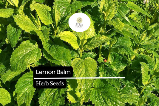 1000 Seeds Lemon Balm (Melissa officinalis) – Aromatic Herb for Teas, Culinary Use, and Pollinator-Friendly Gardens