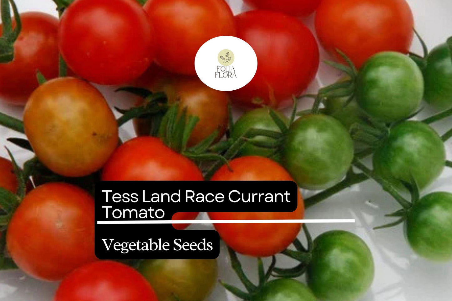 25 Seeds Tess' Land Race Currant Tomato | Tiny Cherry Tomatoes | Heirloom, High-Yield, Sweet Flavor, Perfect for Snacking & Salads