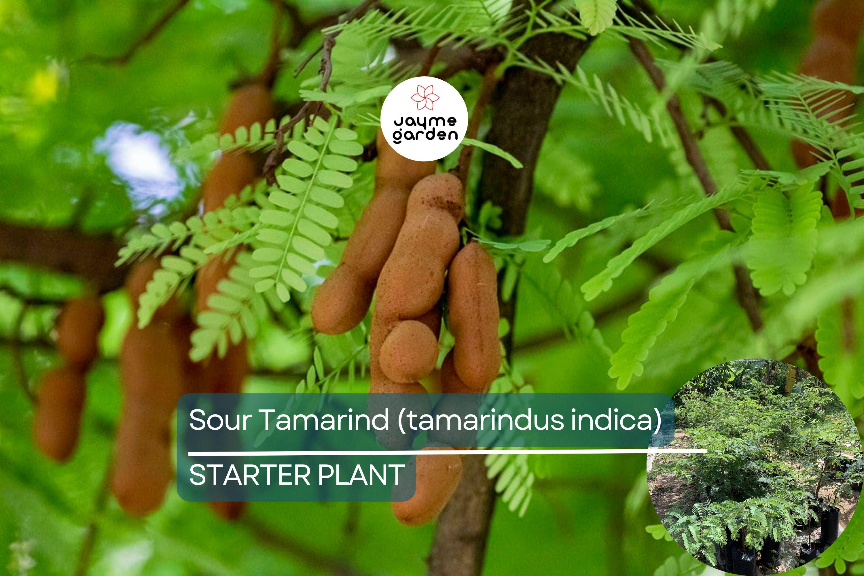 1 Sour Tamarind Tree Live Tamarindus Indica Starter Plant 1-2 ft | Tangy Tropical Fruit | Hardy, Drought-Tolerant | Easy to Grow