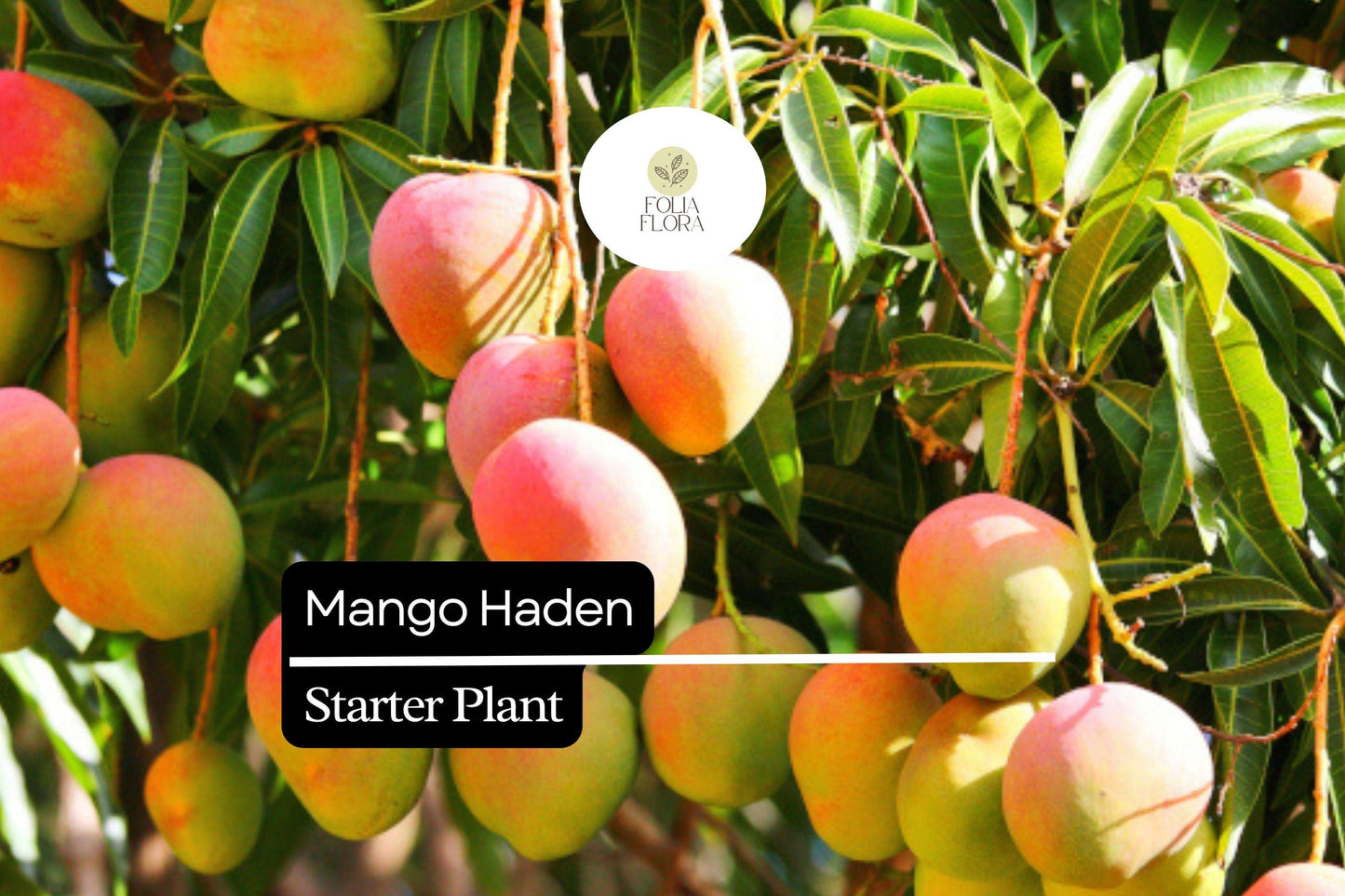 1 Starter Plant Mango Haden (Mangifera) Live Tropical Fruit Tree 12″-24″