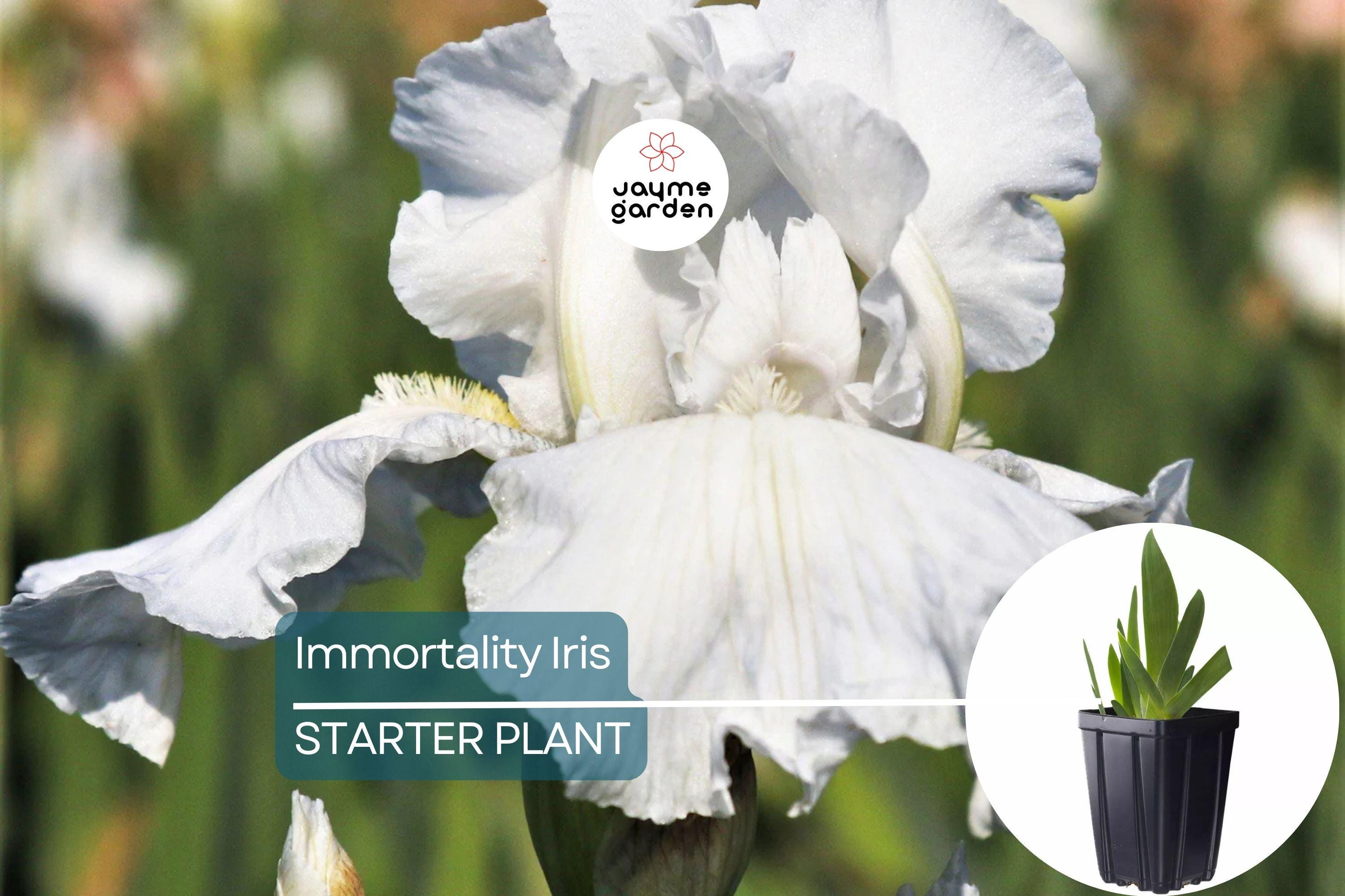Immortality Iris Plant – Quart Pot | Fragrant Reblooming White Flowers | Perennial, Deer Resistant, Hardy Zones 3-10 | 30" Tall