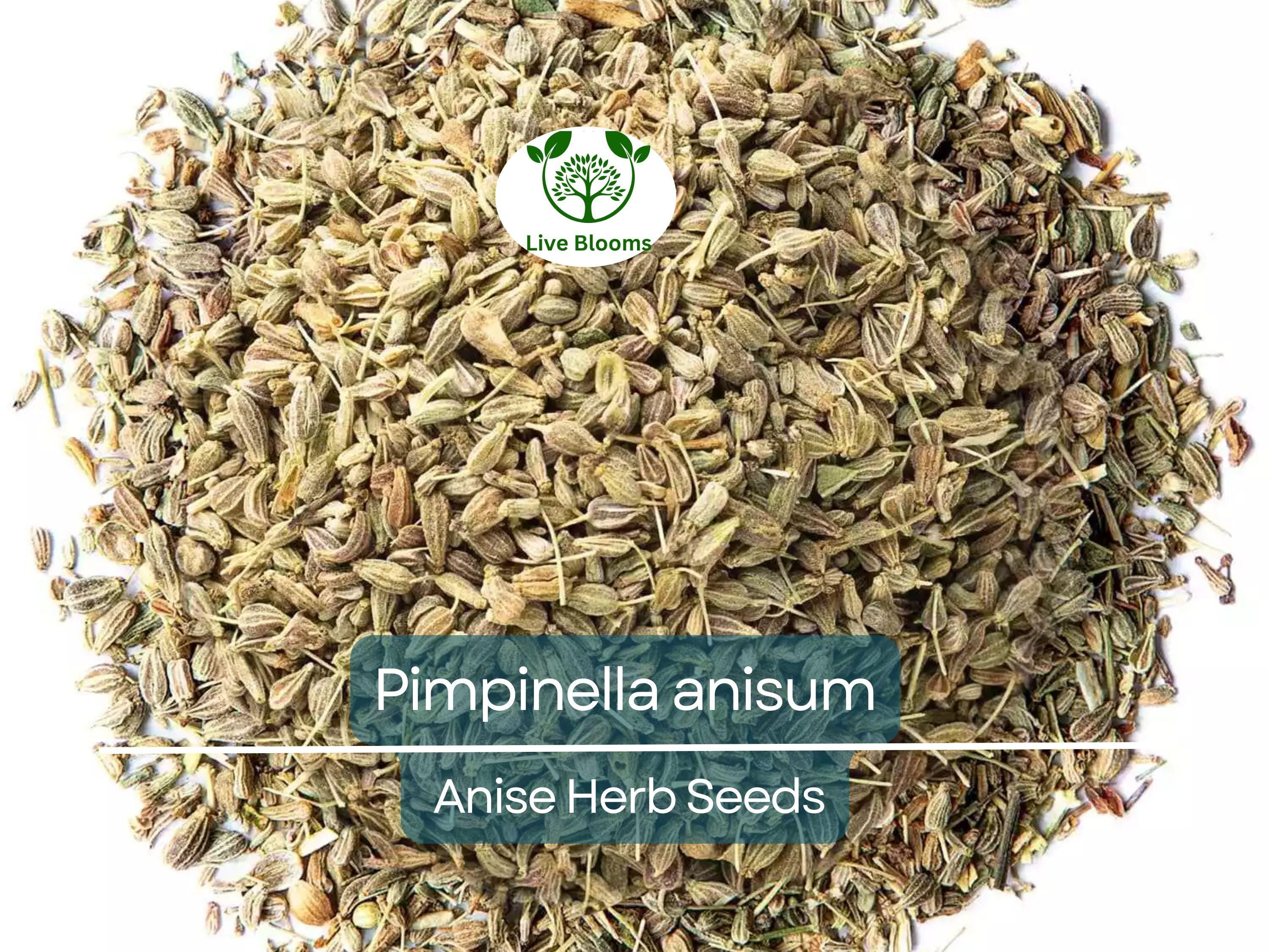 250 mg Seeds Anise – Pimpinella anisum Herb for Planting | Aromatic Spice for Cooking, Teas, and Garden Growth