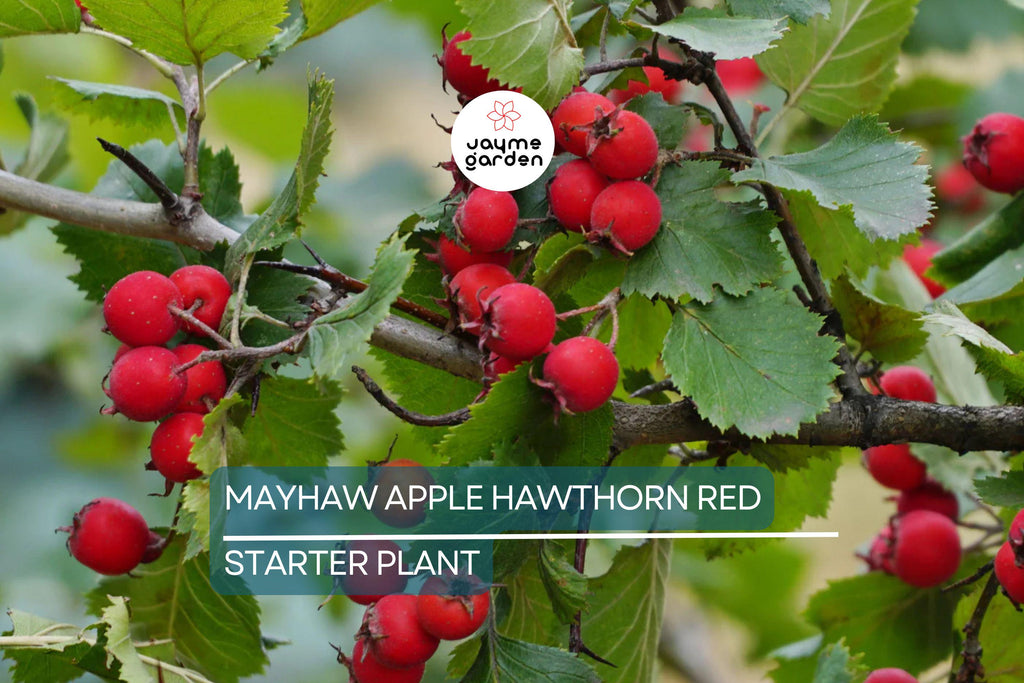 2 Live Mayhaw Trees 6" Seedlings - Heirloom Apple Hawthorn Fruit Tree - Crataegus aestivalis (USDA Zones 6-11)