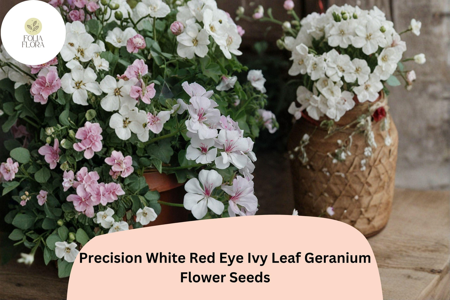25+ Precision White Red Eye Ivy Leaf Geranium Seeds | Bicolor Trailing Geranium | Hanging Basket & Garden Flower
