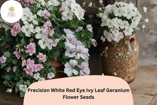 25+ Precision White Red Eye Ivy Leaf Geranium Seeds | Bicolor Trailing Geranium | Hanging Basket & Garden Flower