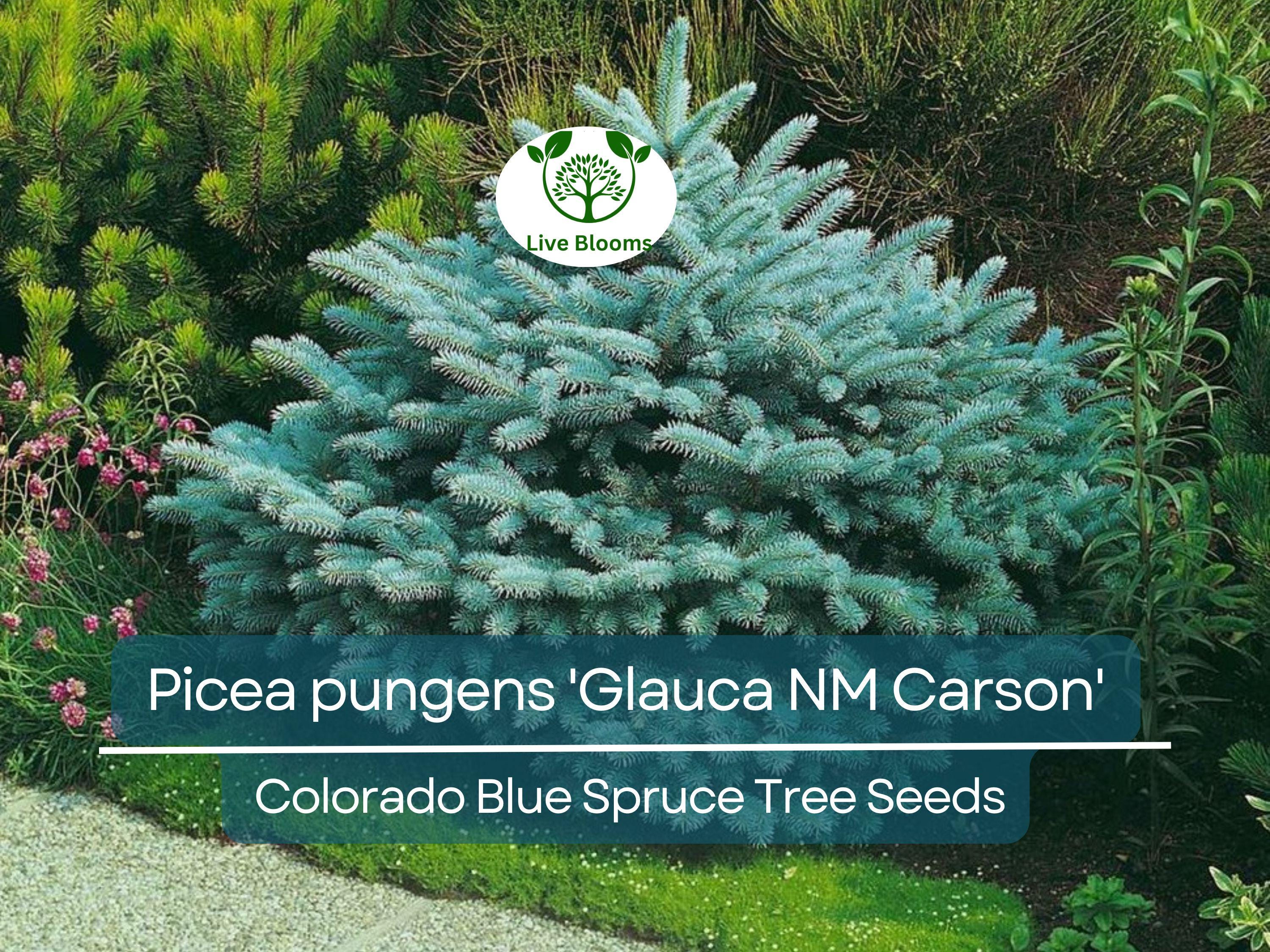 50 Seeds Picea pungens 'Glauca NM Carson' (Colorado Blue Spruce) for Planting | Ornamental Evergreen Tree for Landscaping