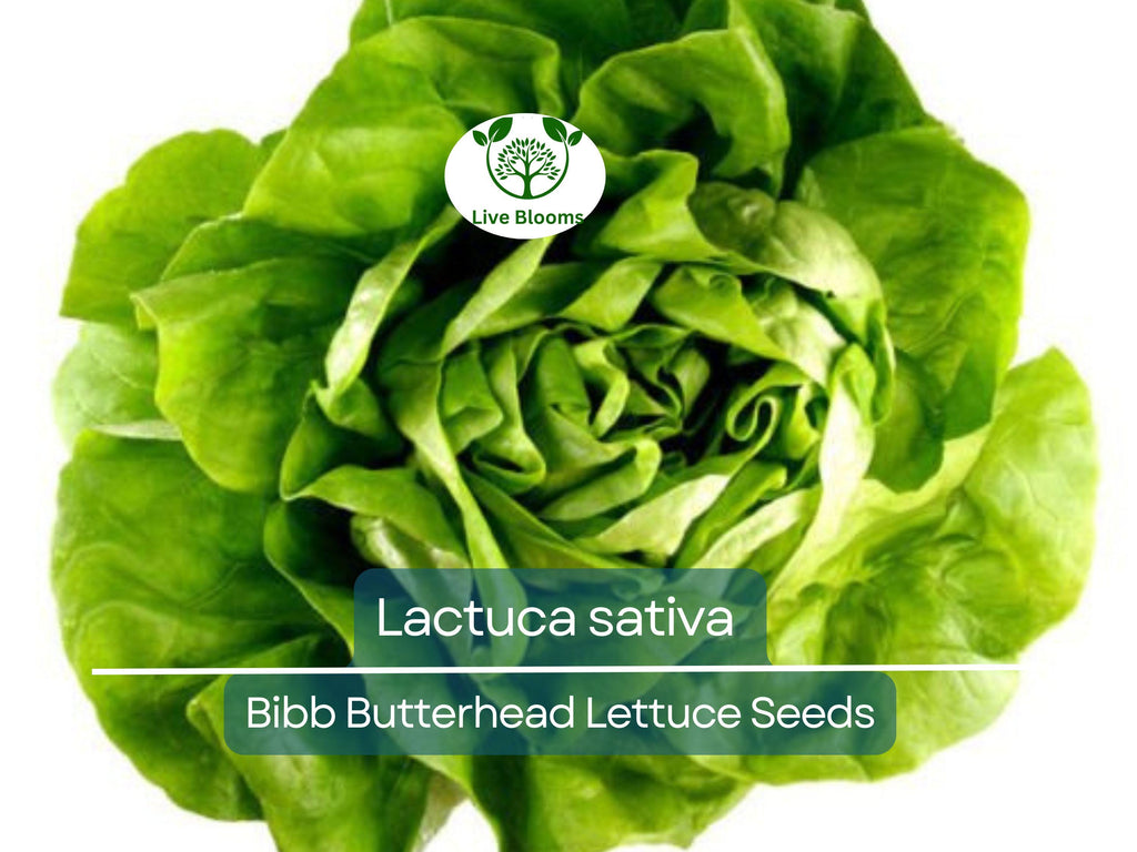 700 Seeds Bibb Butterhead Lettuce – Lactuca sativa | Heirloom Lettuce Seeds for Planting, Gardening & Tender, Sweet Harvests