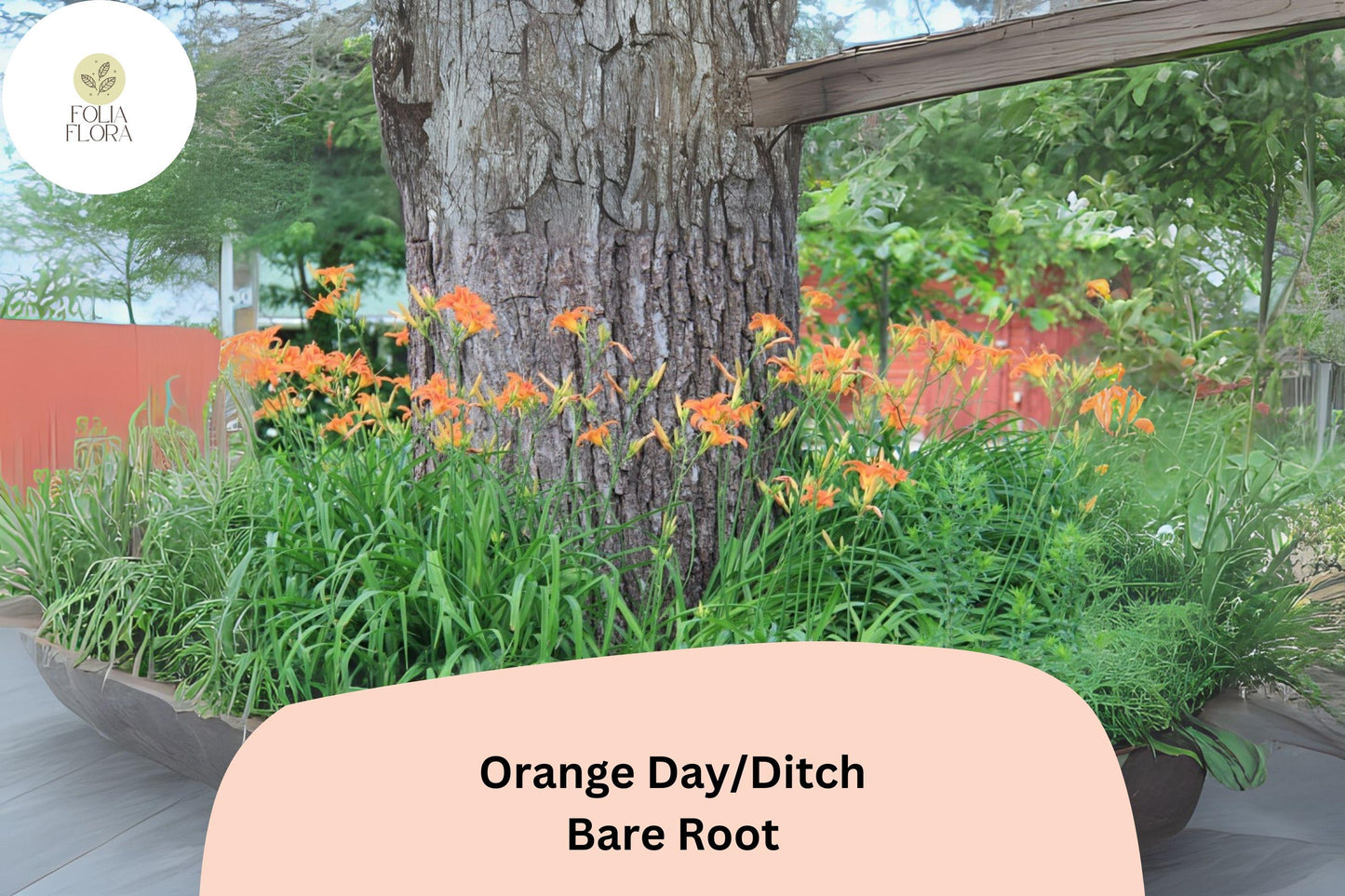 100 Orange Daylily Bare Root Plants | Hemerocallis fulva Perennial Ditch Lily for Garden Borders