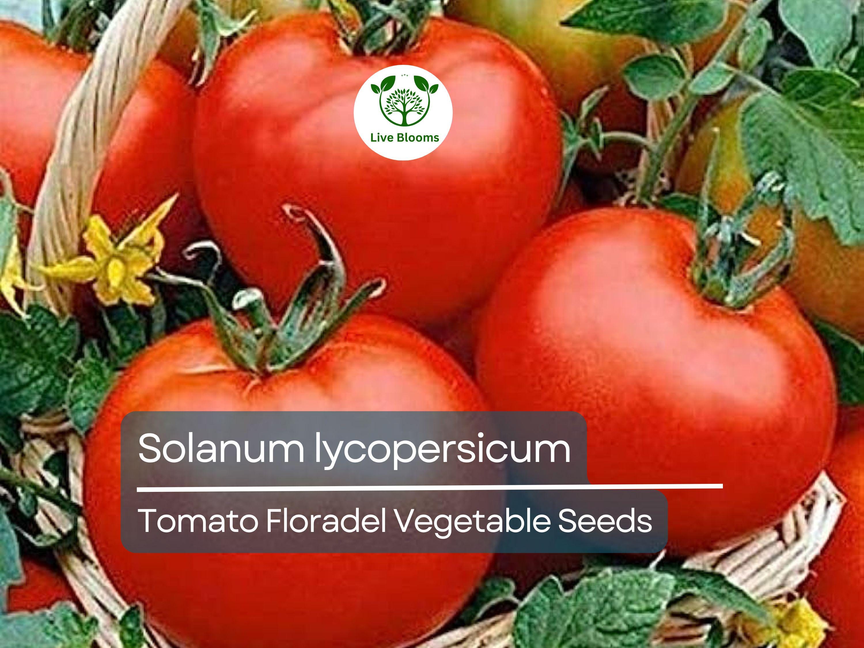 100 mg Floradel Tomato Seeds - Solanum lycopersicum | Heirloom Slicing Tomato for Planting, Gardening & Juicy Harvest