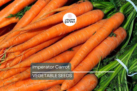 2,000 Imperator Carrot Seeds - Heirloom, NON-GMO, All-America Selections, Free Shipping