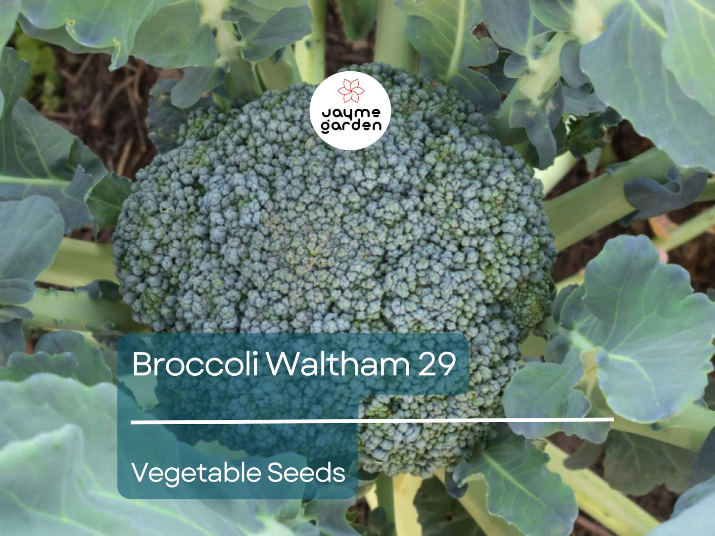 Broccoli Waltham 29 Seeds (1 Gram) - Heirloom Non-GMO Variety - High-Yield, Sweet Broccoli for Fresh Eating, Steaming, & Gardening