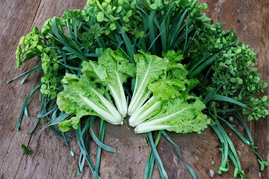 Frilly Leaf Pak Choi – Fun Jen (Hybrid) 180 Seeds | Decorative Asian Green | Frilly Leaves | Mild Flavor & Fast Growing