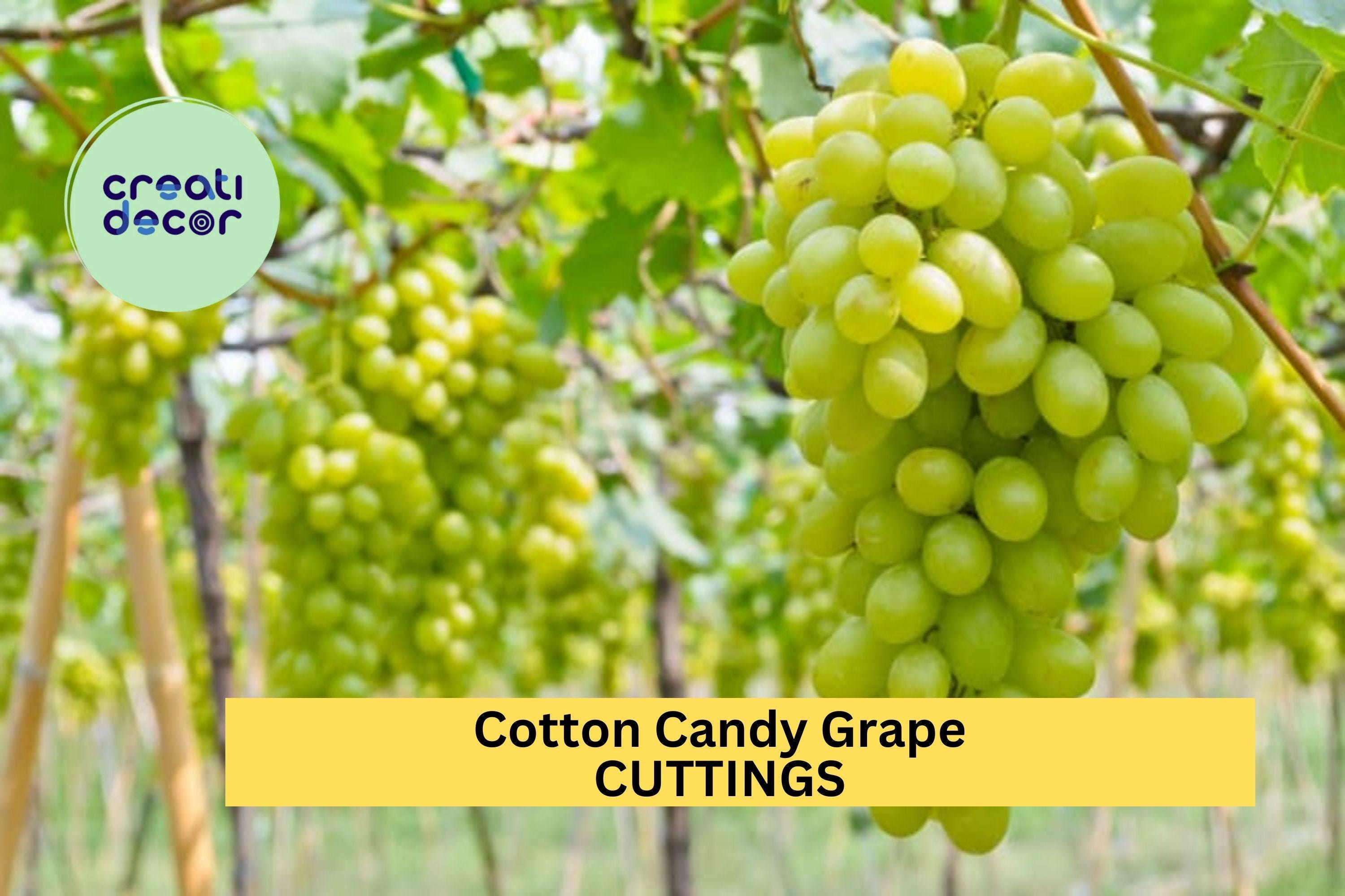 5 Cotton Candy Grape Cuttings – Very Rare Variety for Rooting or Grafting, Sweet Flavor & Easy to Grow – Unrooted Stems – USA