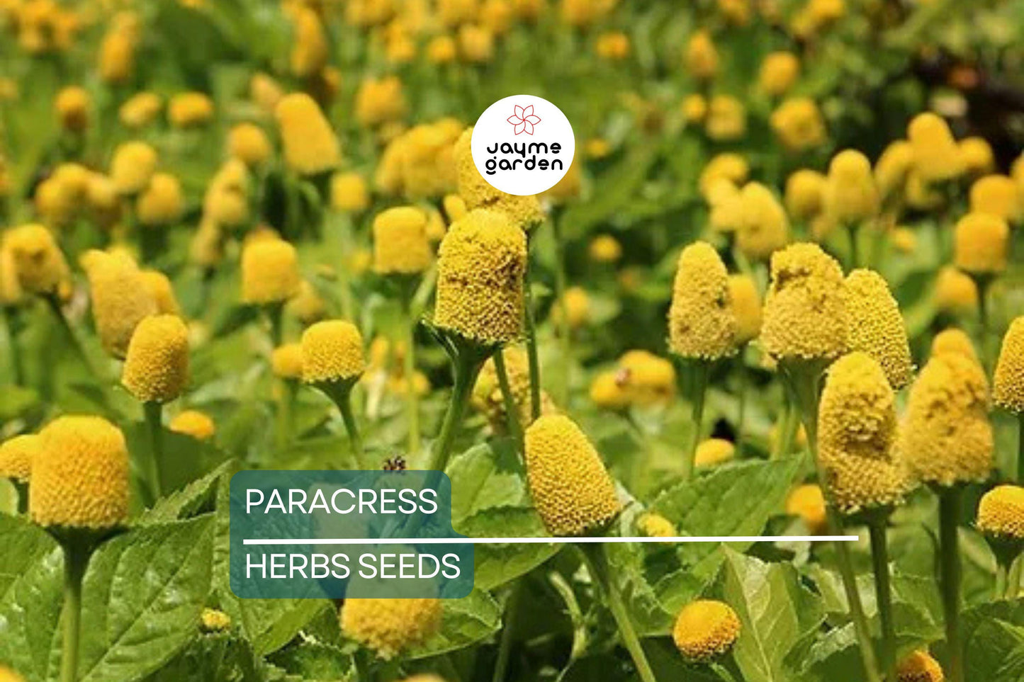 100 Paracress Seeds - Medicinal Herb - Toothache Plant (Spilanthes oleracea) - Buzz Buttons
