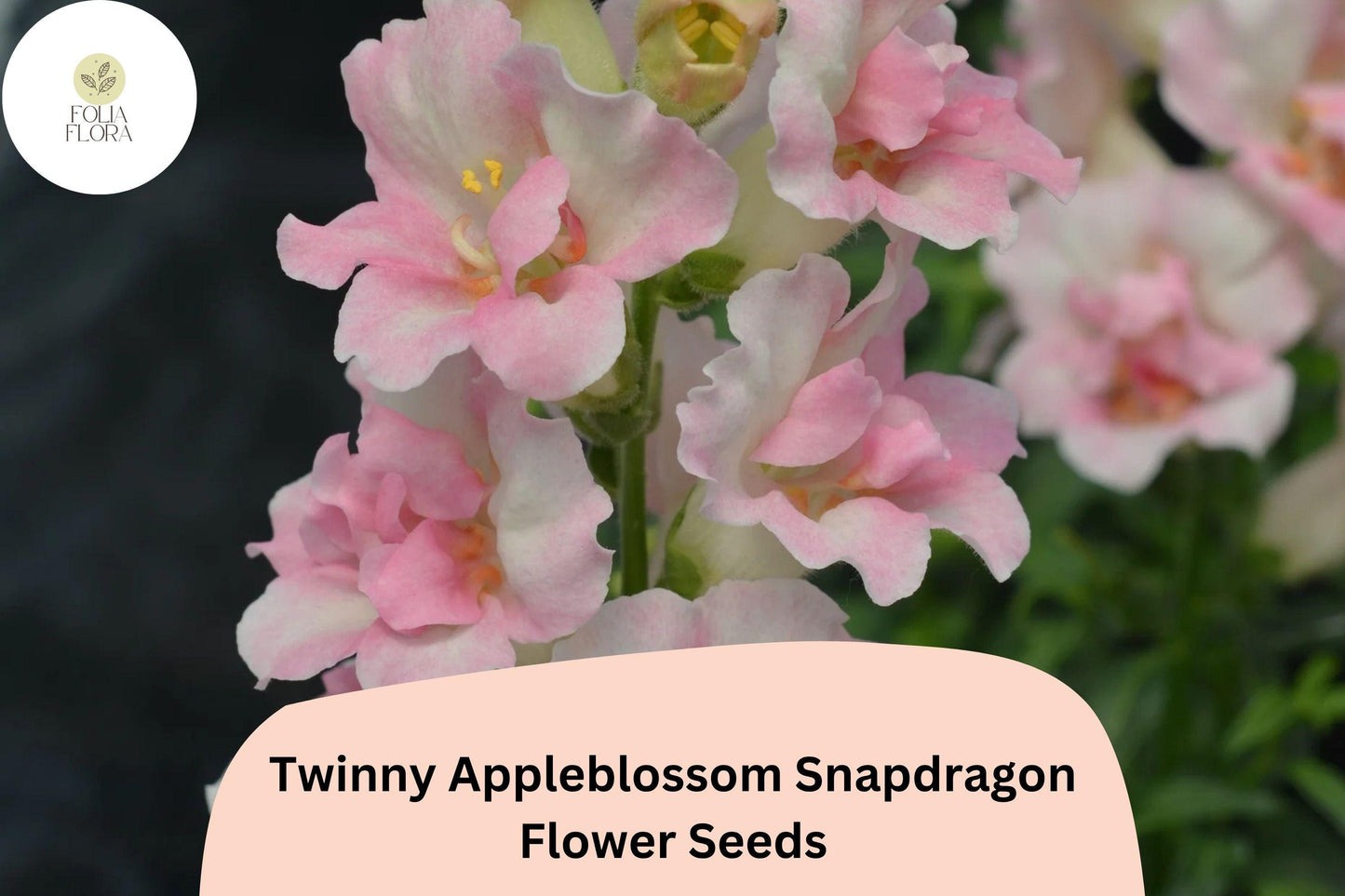 1000+ Twinny Appleblossom Snapdragon Seeds | Antirrhinum majus | Soft Pink & Cream Double Blooms