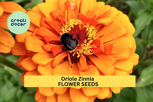 100+ Oriole Zinnia Seeds – Bright Orange Blooms for Garden Planting, Bold Annuals for Borders, Pollinator Beds & Cut Flowers – USA