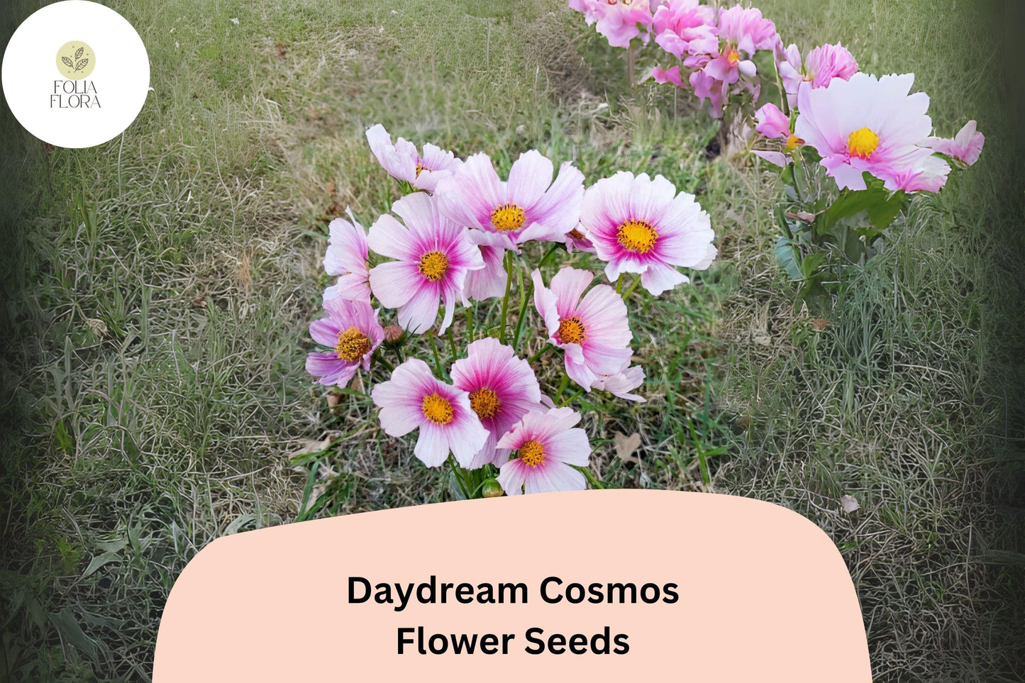 200+ Daydream Cosmos Seeds | Cosmos Bipinnatus Pink & White Bicolor Annual Flower Seeds