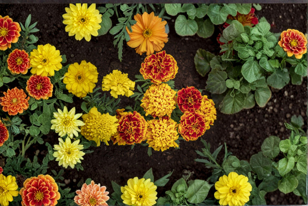 Petite Mixture Sunflower 100 Seeds | Dwarf Sunflower Mix | Bright Colors | Perfect for Containers & Small Gardens