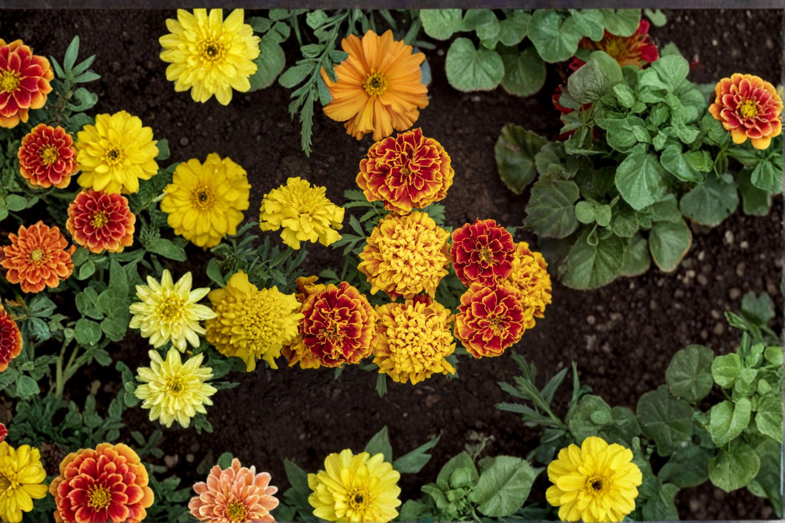 Petite Mixture Sunflower 100 Seeds | Dwarf Sunflower Mix | Bright Colors | Perfect for Containers & Small Gardens