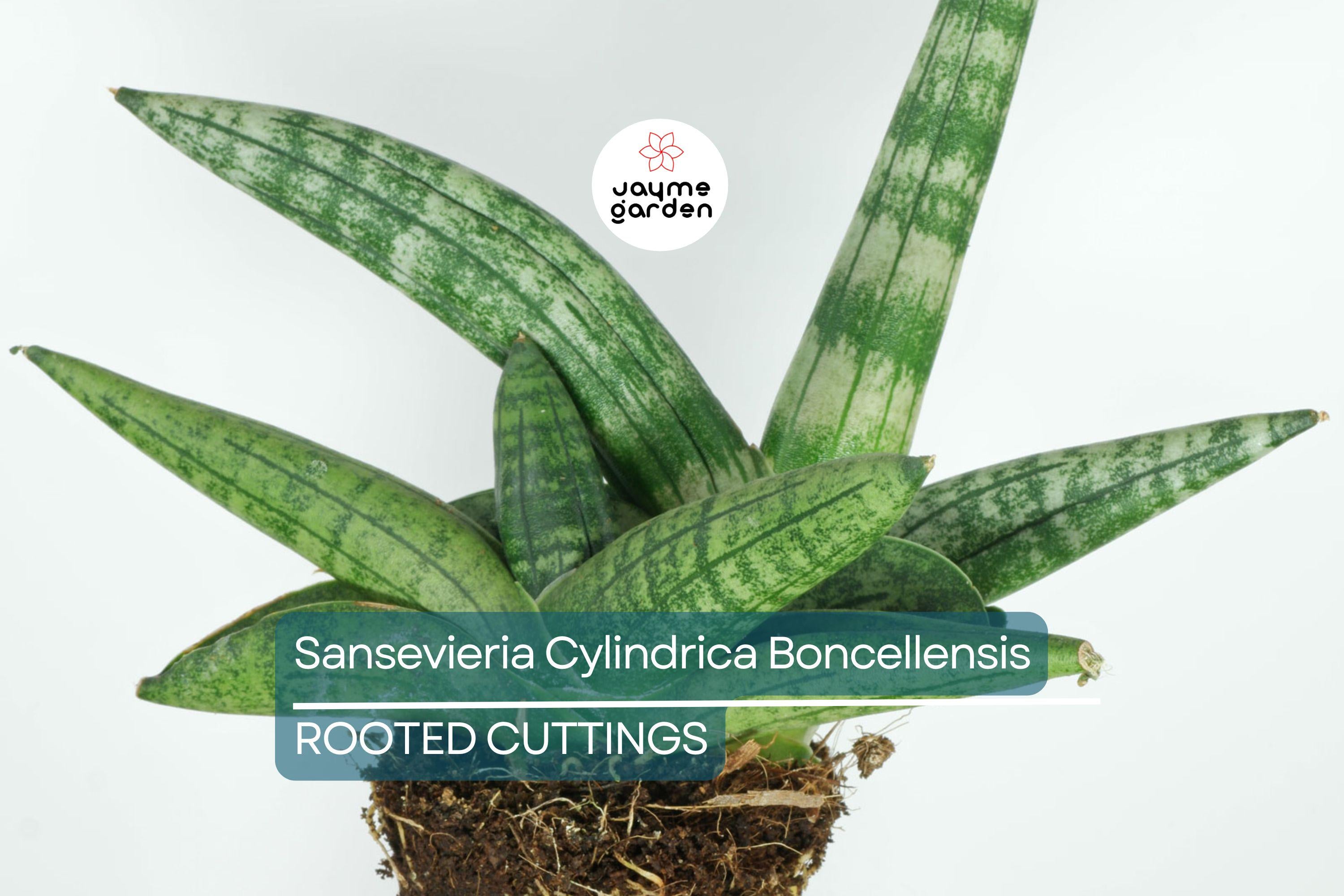 Sansevieria Cylindrica Boncellensis (Starfish Plant) 6"-10" Rooted Succulent - Tough & Drought-Resistant