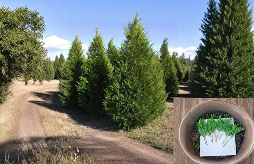 Leyland Cypress 35 Cuttings 6-8" (Cupressus × leylandii) Unrooted Fast Growing Privacy Tree