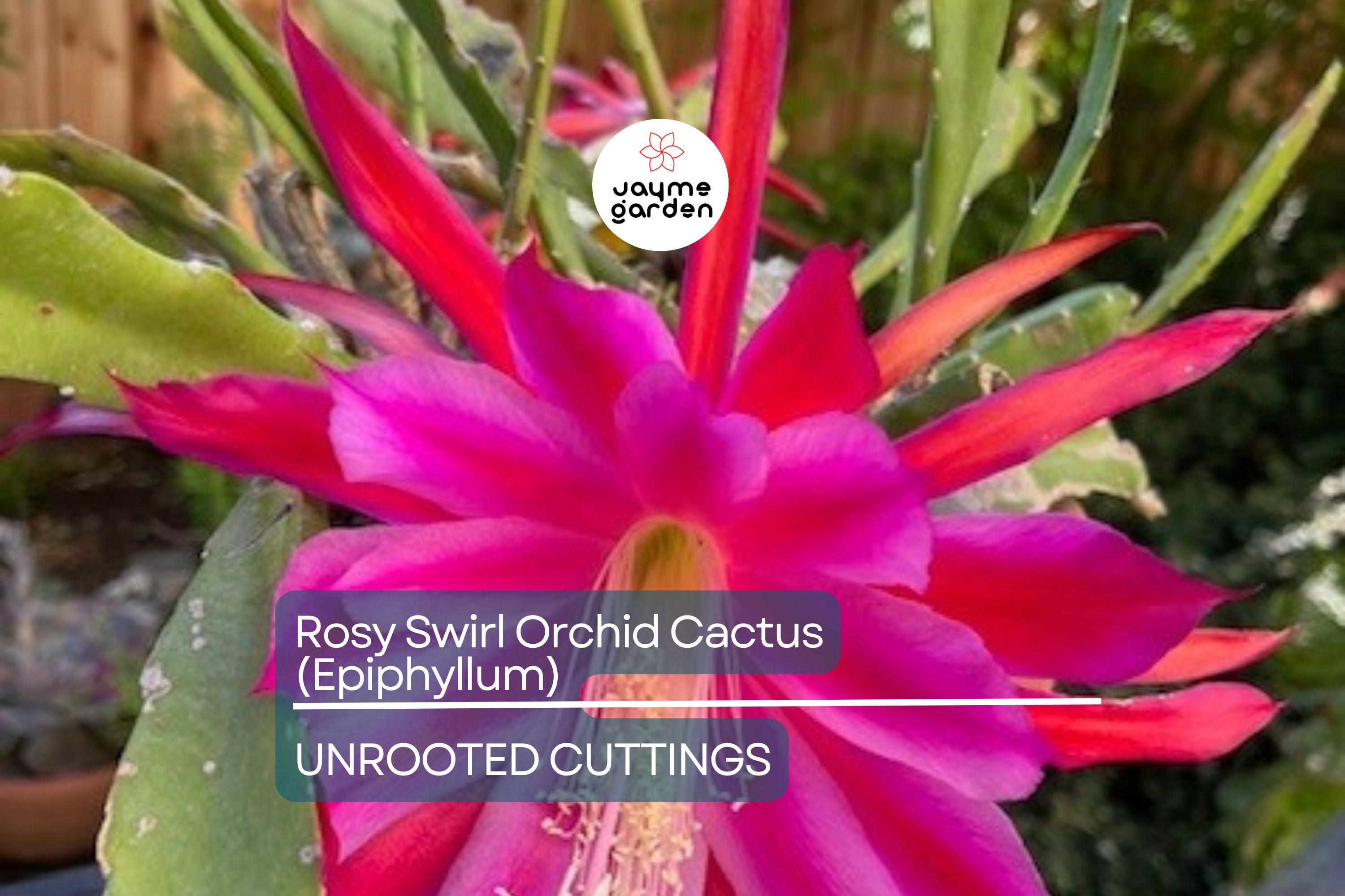 Two Rosy Swirl Orchid Cactus Cuttings (Epiphyllum) - Easy to Root