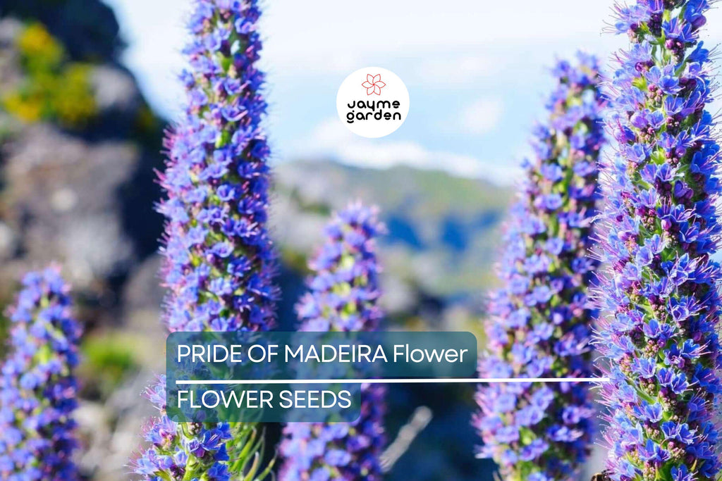 20 Pride of Madeira (Echium fastuosum) Seeds – Blue Tower of Jewels, Fast Growing, Pollinator Friendly