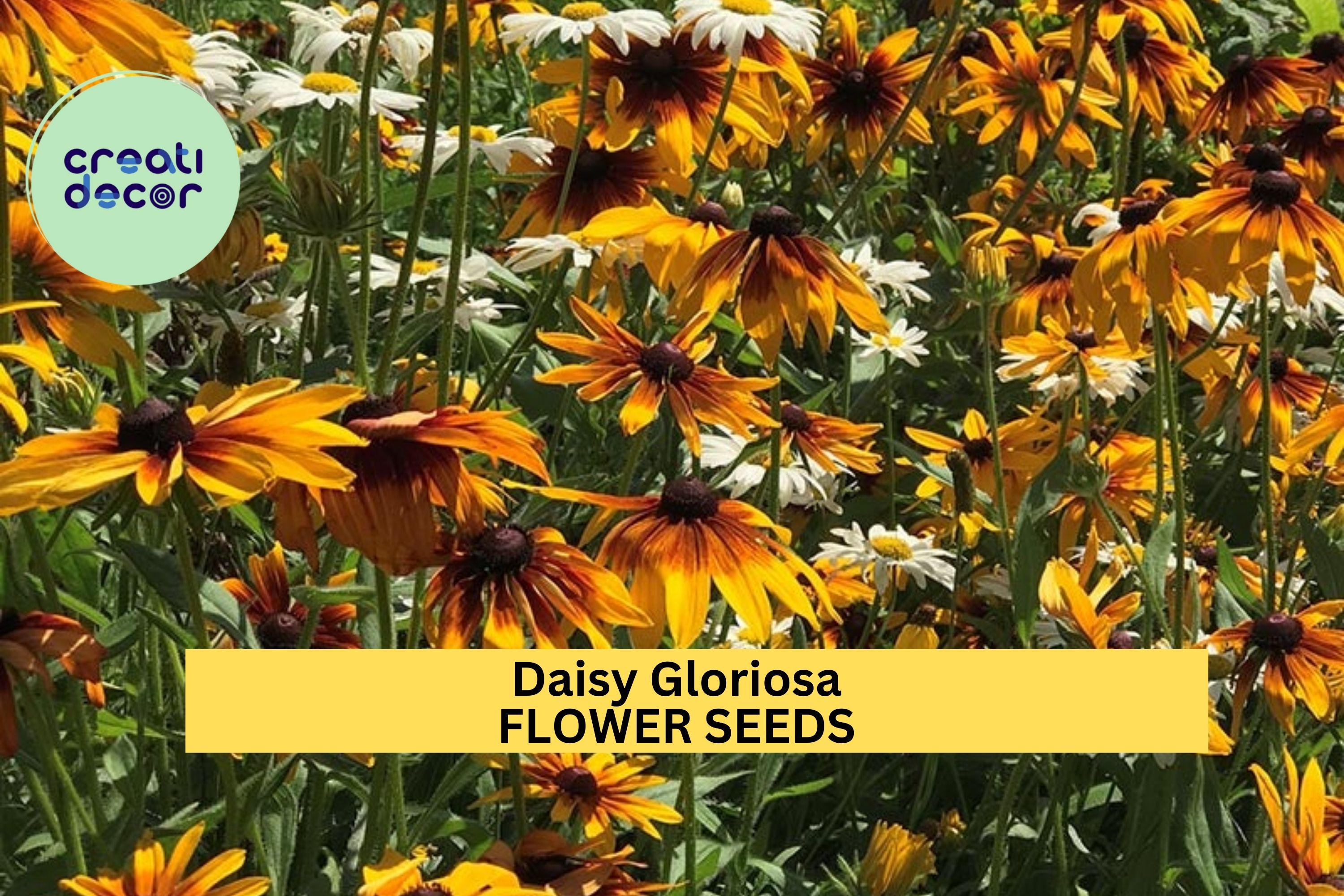 3pcs of 100mg Daisy Gloriosa Seeds – Vibrant Yellow-Red Wildflowers for Sunny Borders & Pollinator Gardens Seeds for Planting